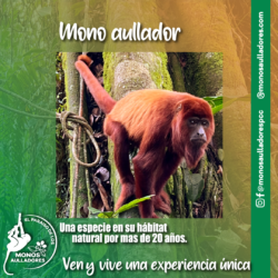 Mono Aullador