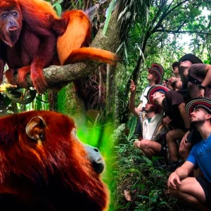 Tour Monos Aulladores